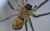 Zoropsis spinimana